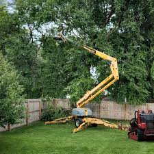 Best Fruit Tree Pruning  in River Road, OR