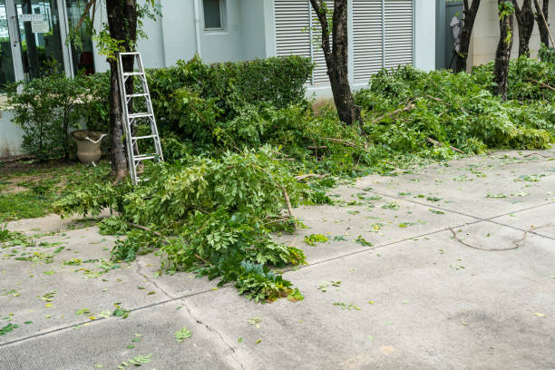 Best Commercial Tree Services  in River Road, OR